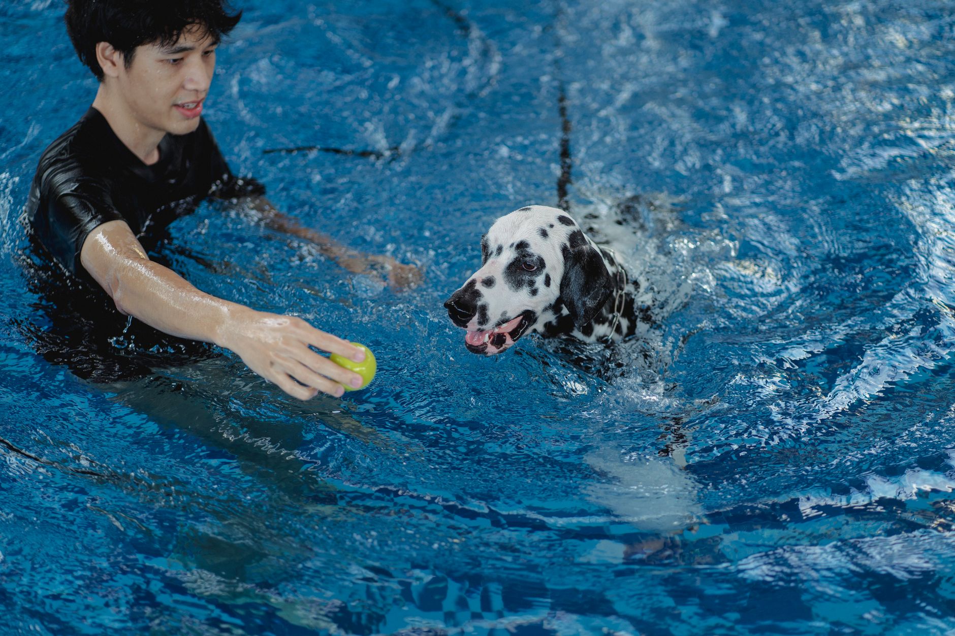 Come Insegnare al Cane a Aspetta