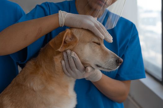 Come portare il cane dal veterinario senza stress (anche se ha paura)