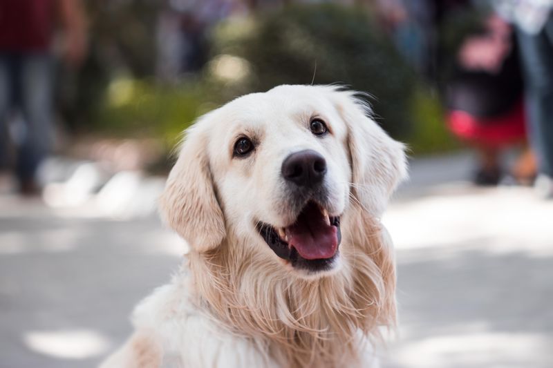 Filaria nel cane: prevenzione, sintomi e trattamento veterinario