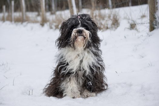 I cani sentono freddo? Come capirlo e cosa fare