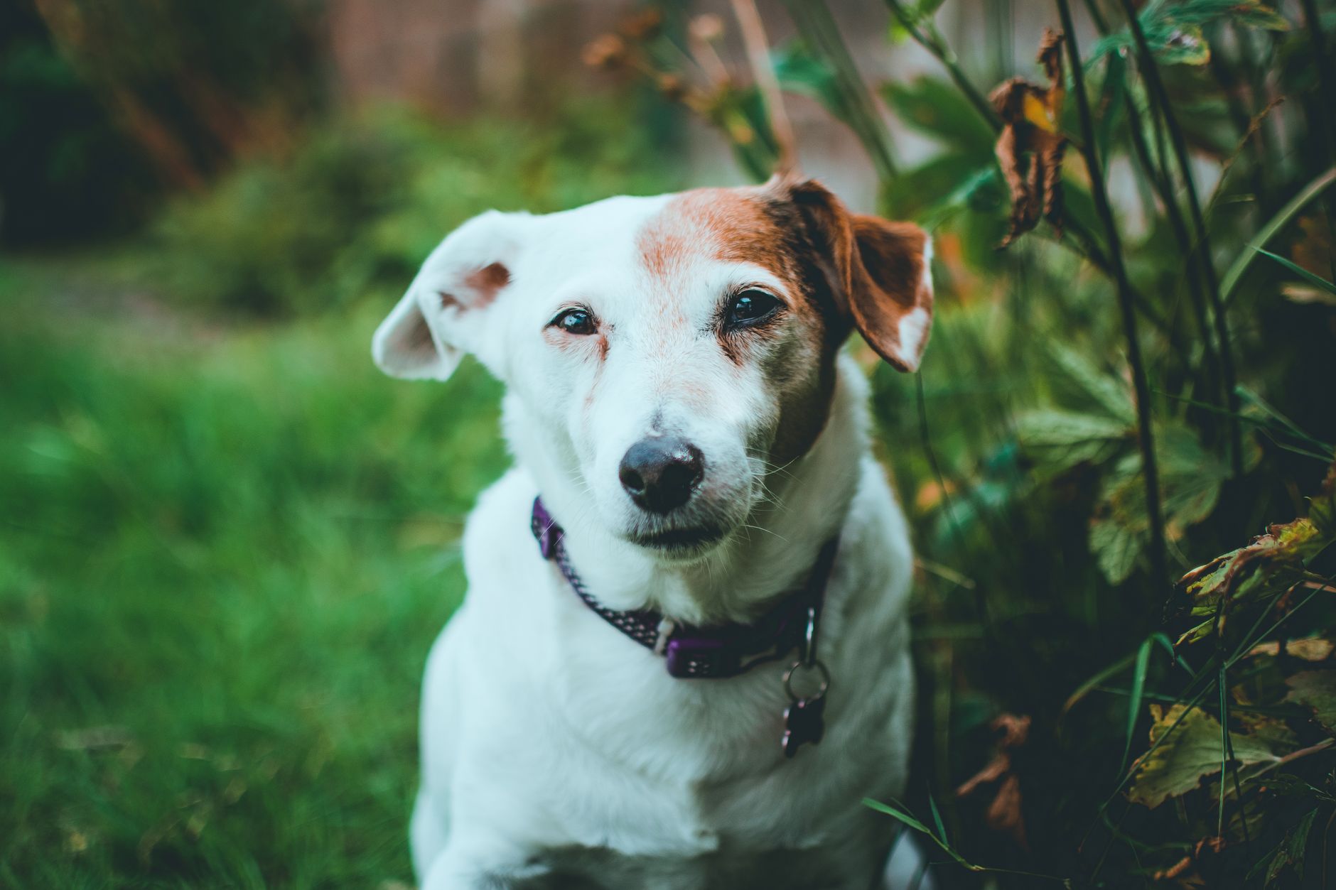 Il Cane Ha La Diarrea: Cause, Soluzioni e Prodotti Consigliati