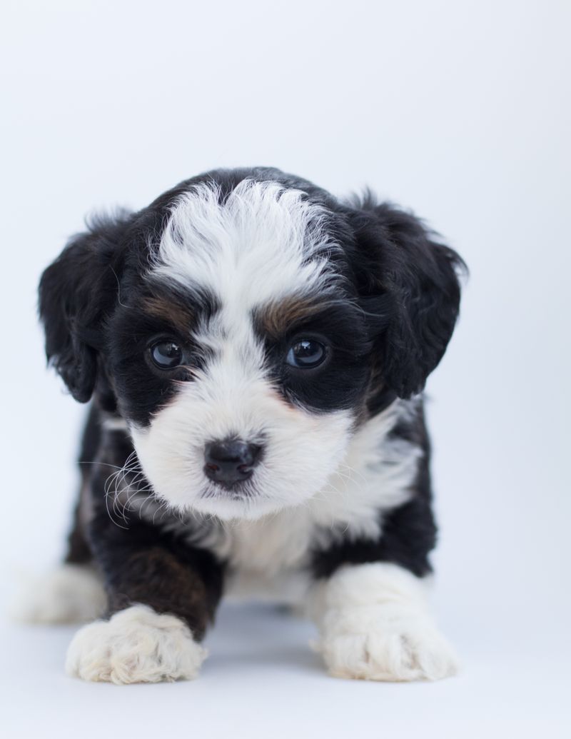 Pulci nel cane: trattamento, prevenzione e disinfestazione della casa
