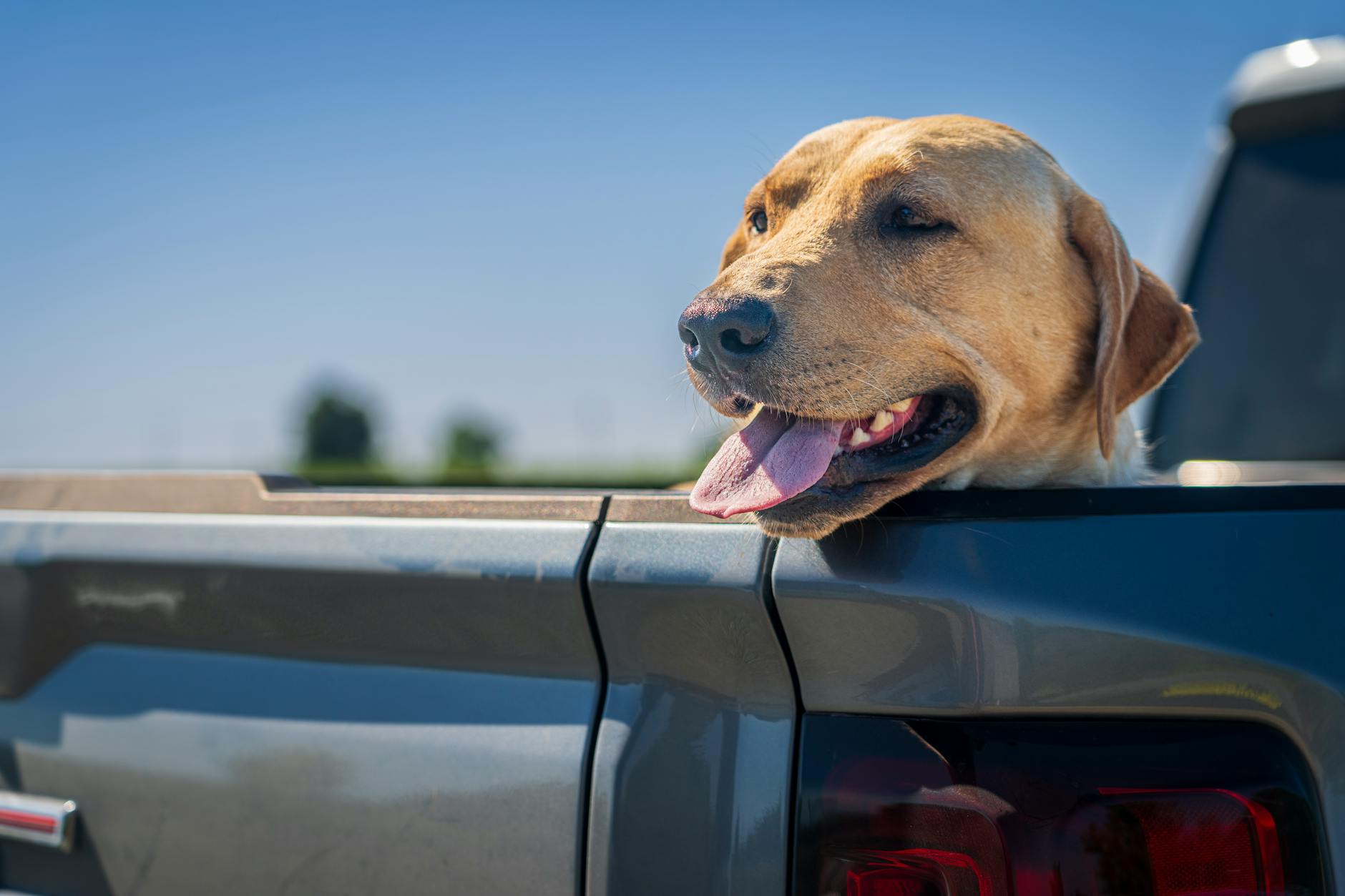 Vacanze con il tuo cane o gatto: come viaggiare insieme senza stress