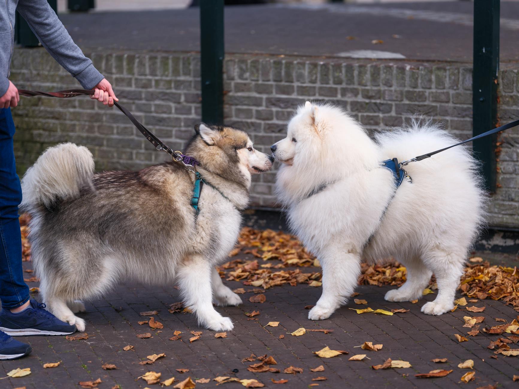 Aggressioni fatali dei cani in Italia: i dati di 16 anni di studio