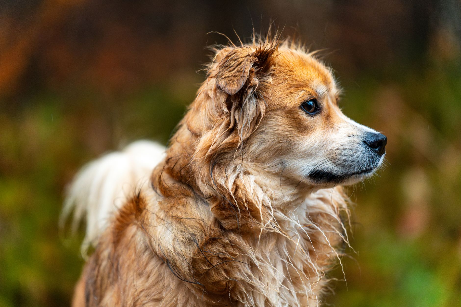 Cani al centro: violenza a Torino, molecolari a Lecce, crisi a Dubai