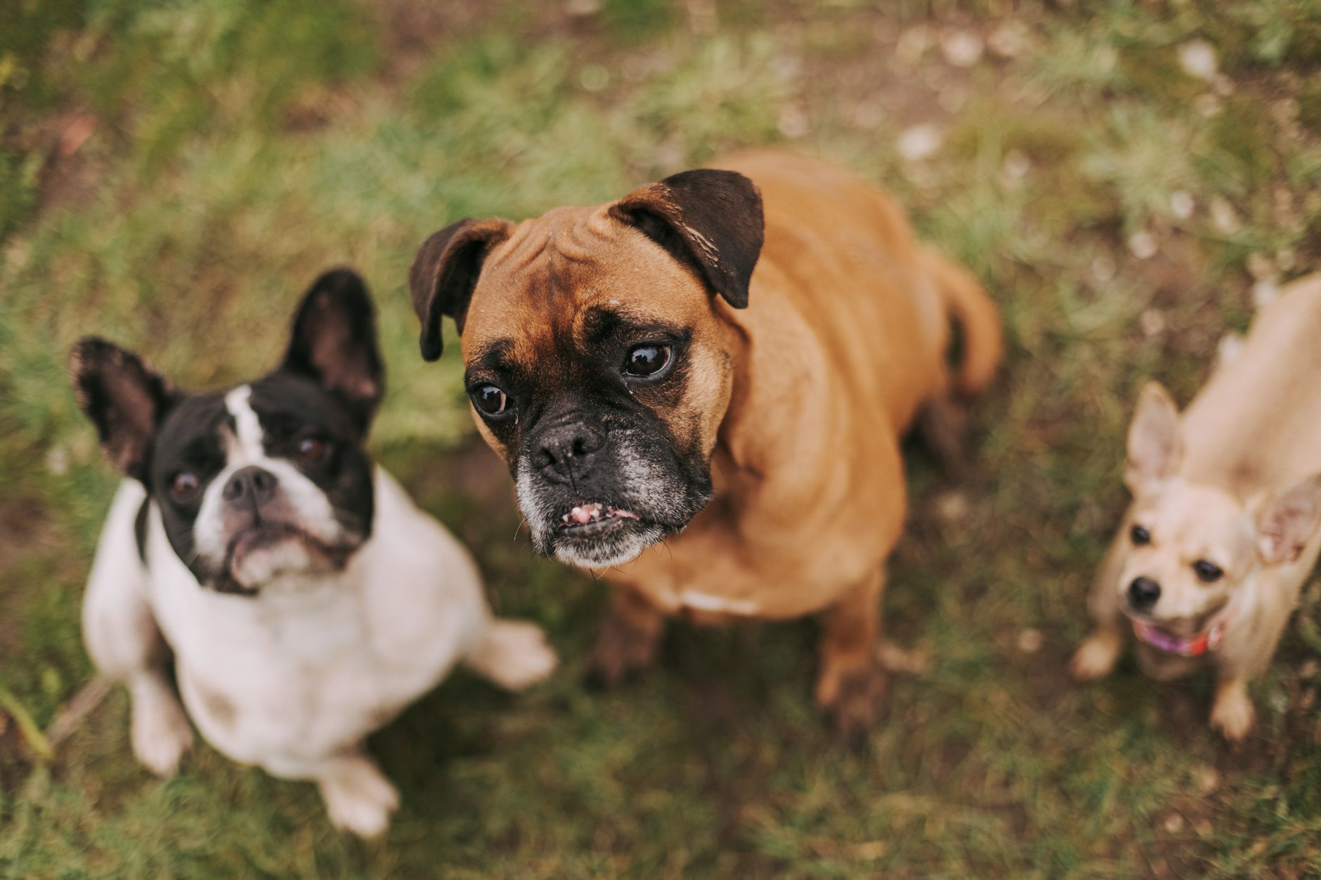 Cani e normative: focus su Sardegna, agonismo e casi di cronaca