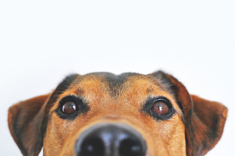 Perché il celebre attore americano amava tanto i suoi cani?