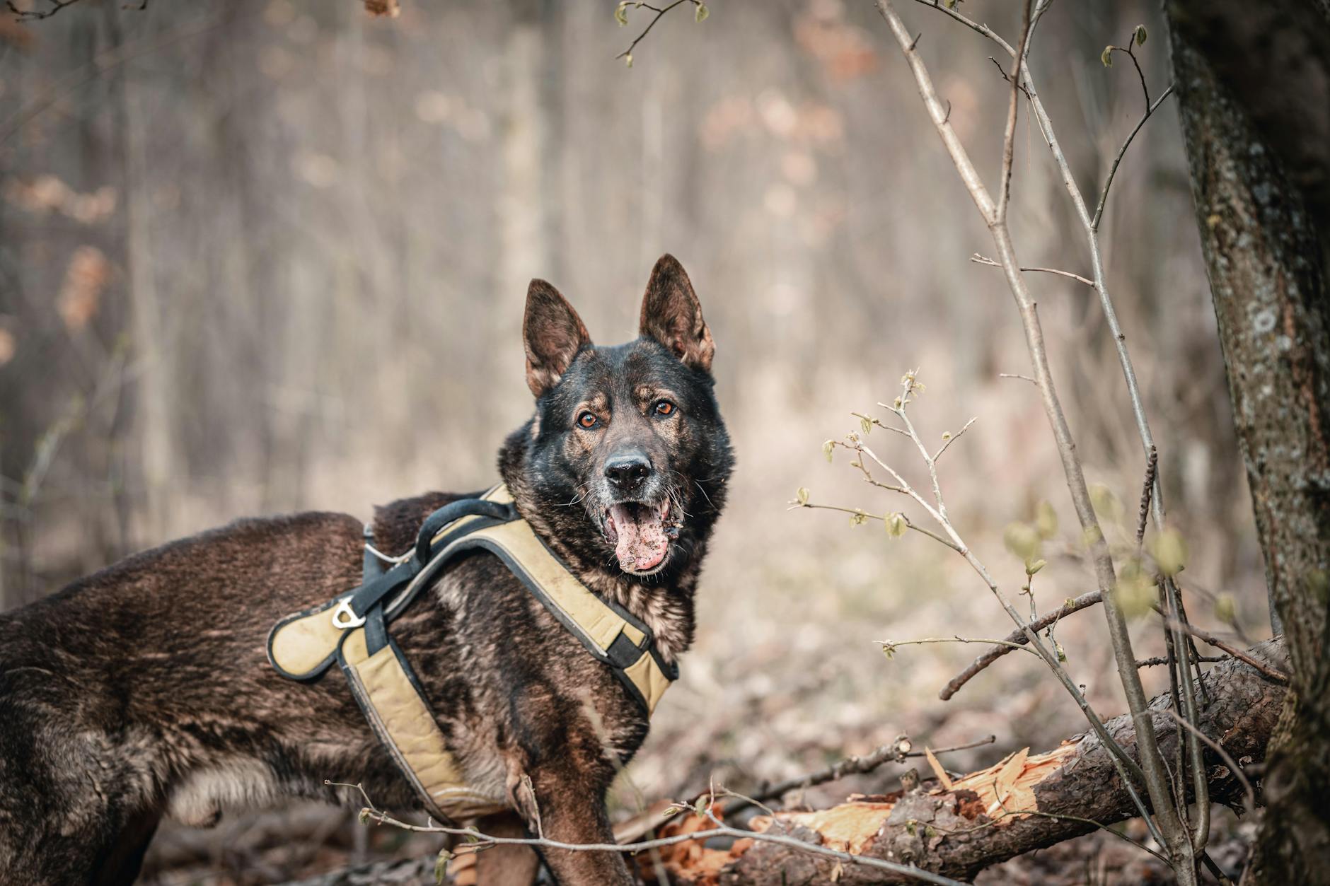 Searching Dog a Villadosia: attività per cani autentici a marzo