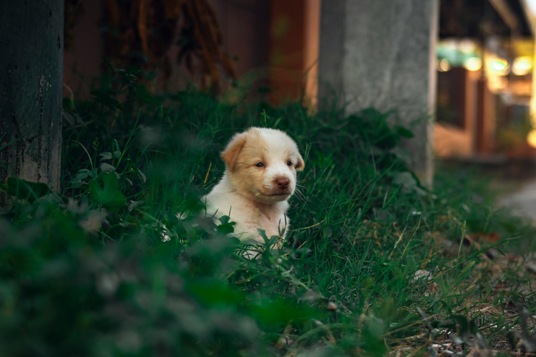 Cane ex cucciolo abbandonato, tutela animali a Como e quattro amici scomparsi
