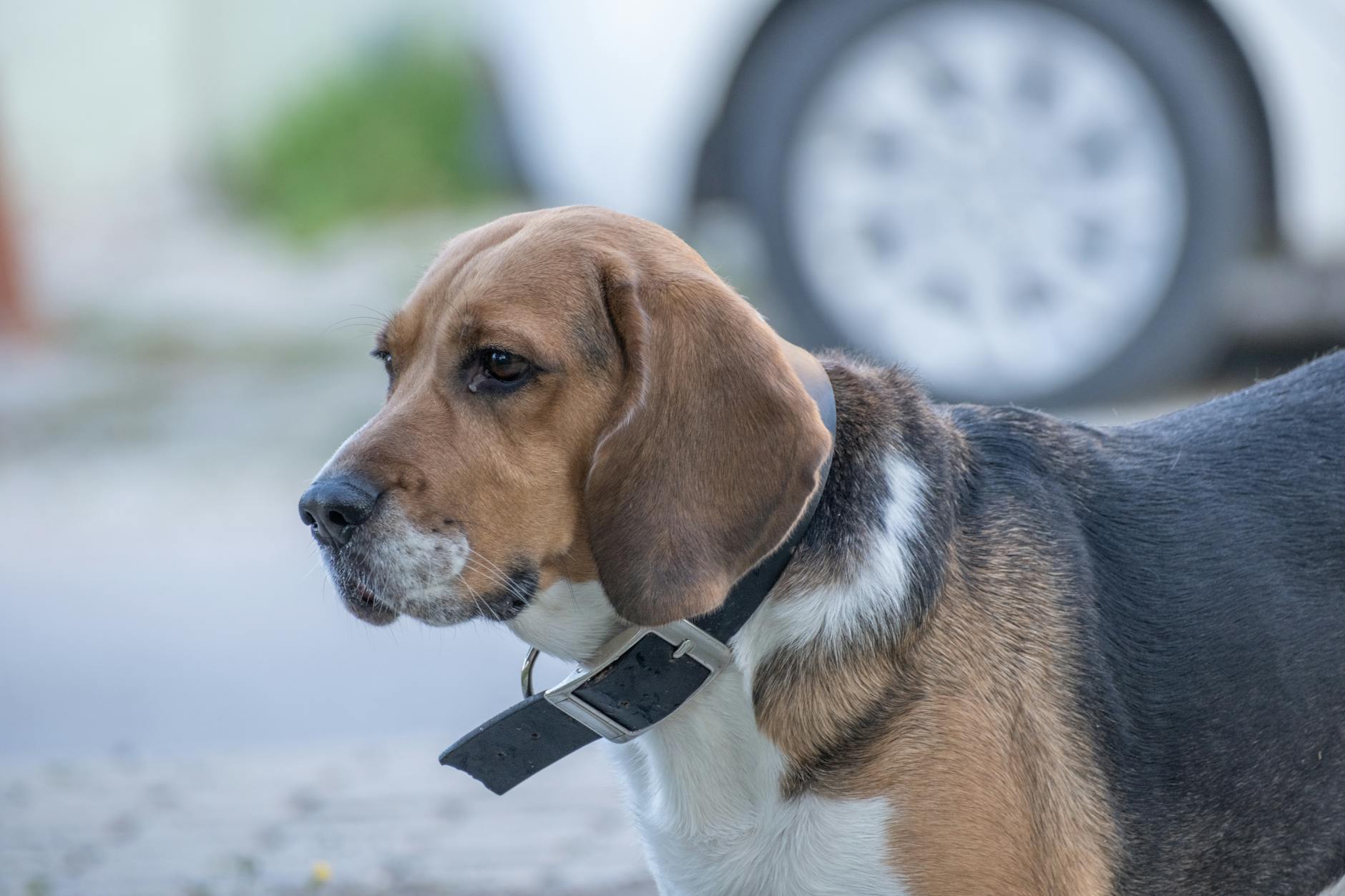 Cani accolti vicino al reparto: il nuovo servizio per i degenti