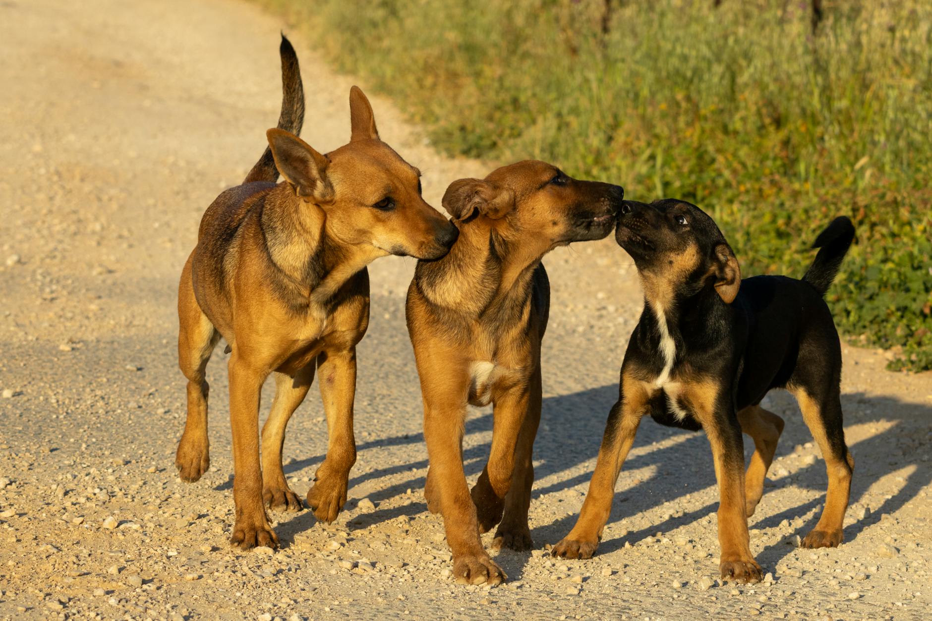 Cani, giustizia e salute: tre storie dal mondo cinofilo