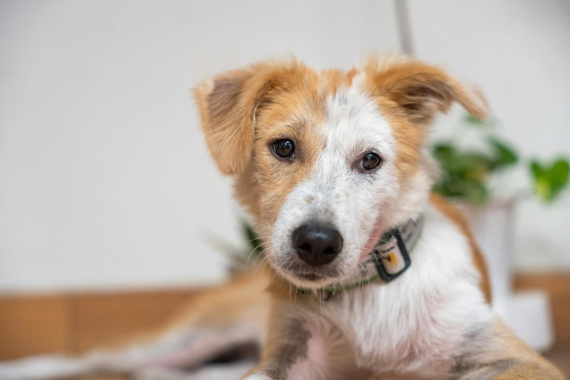 Come il plasma dei pet contribuisce alla medicina veterinaria