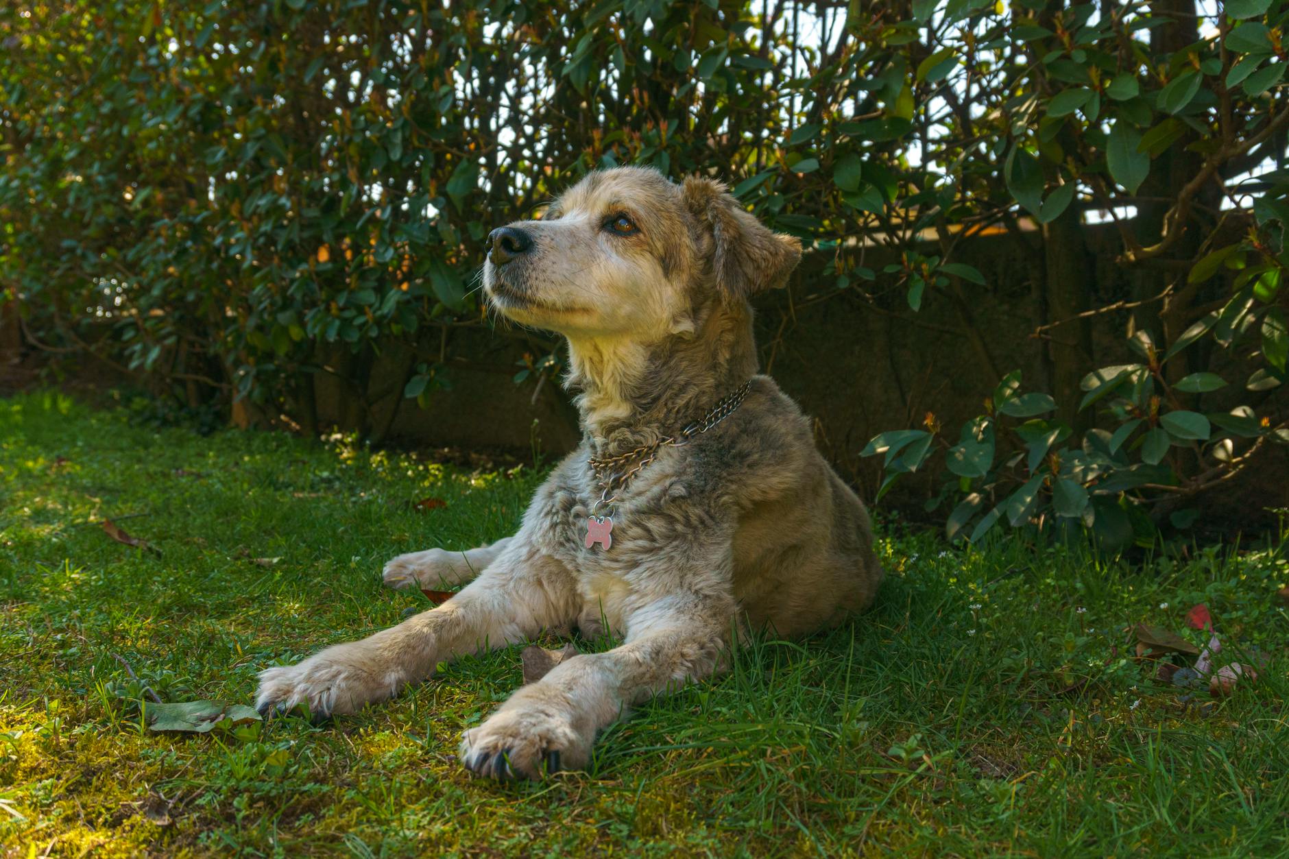 Come una cagnolina smarrita ha ritrovato casa grazie a chip e solidarietà