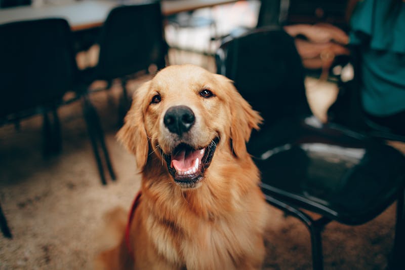 Età record, tutele legali e riconoscimenti: notizie dal mondo canino