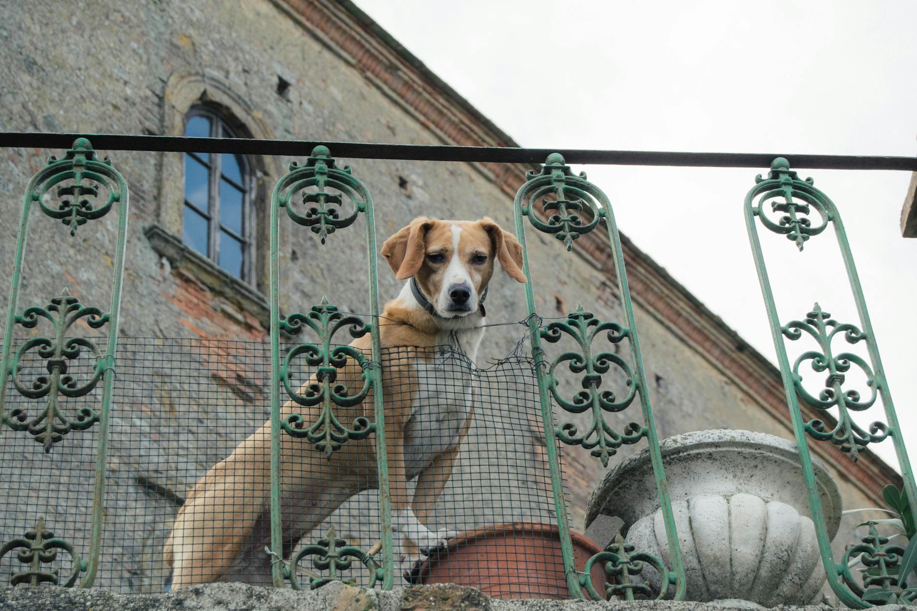 Etologia canina e protezione della fauna: le migliori letture