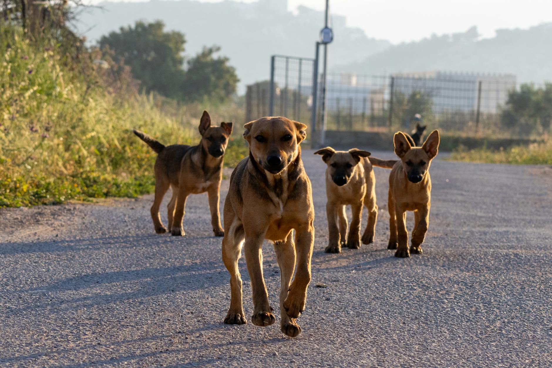 Protezione animali: quali veri miglioramenti dalla norma?