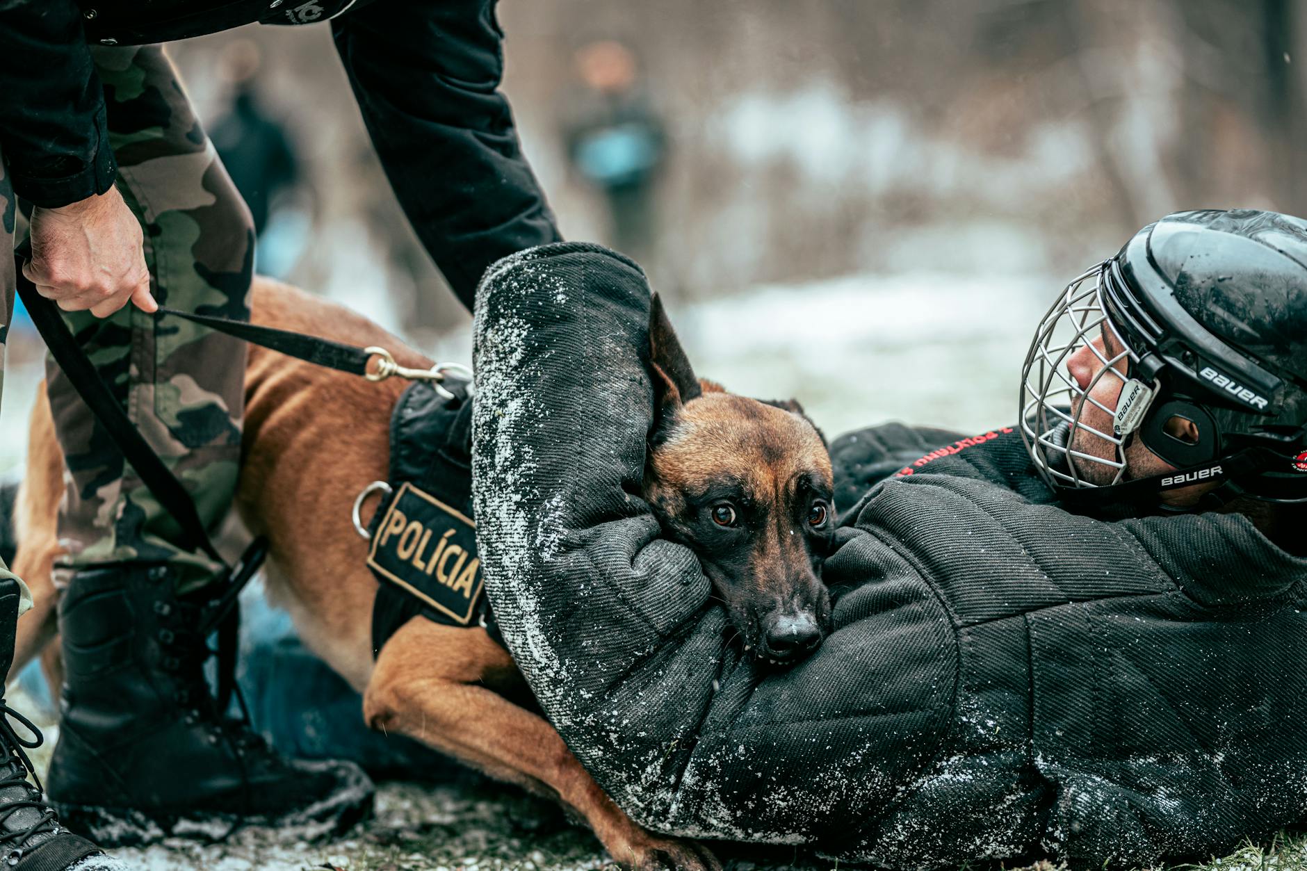 Qual è la migliore protezione per il cane?