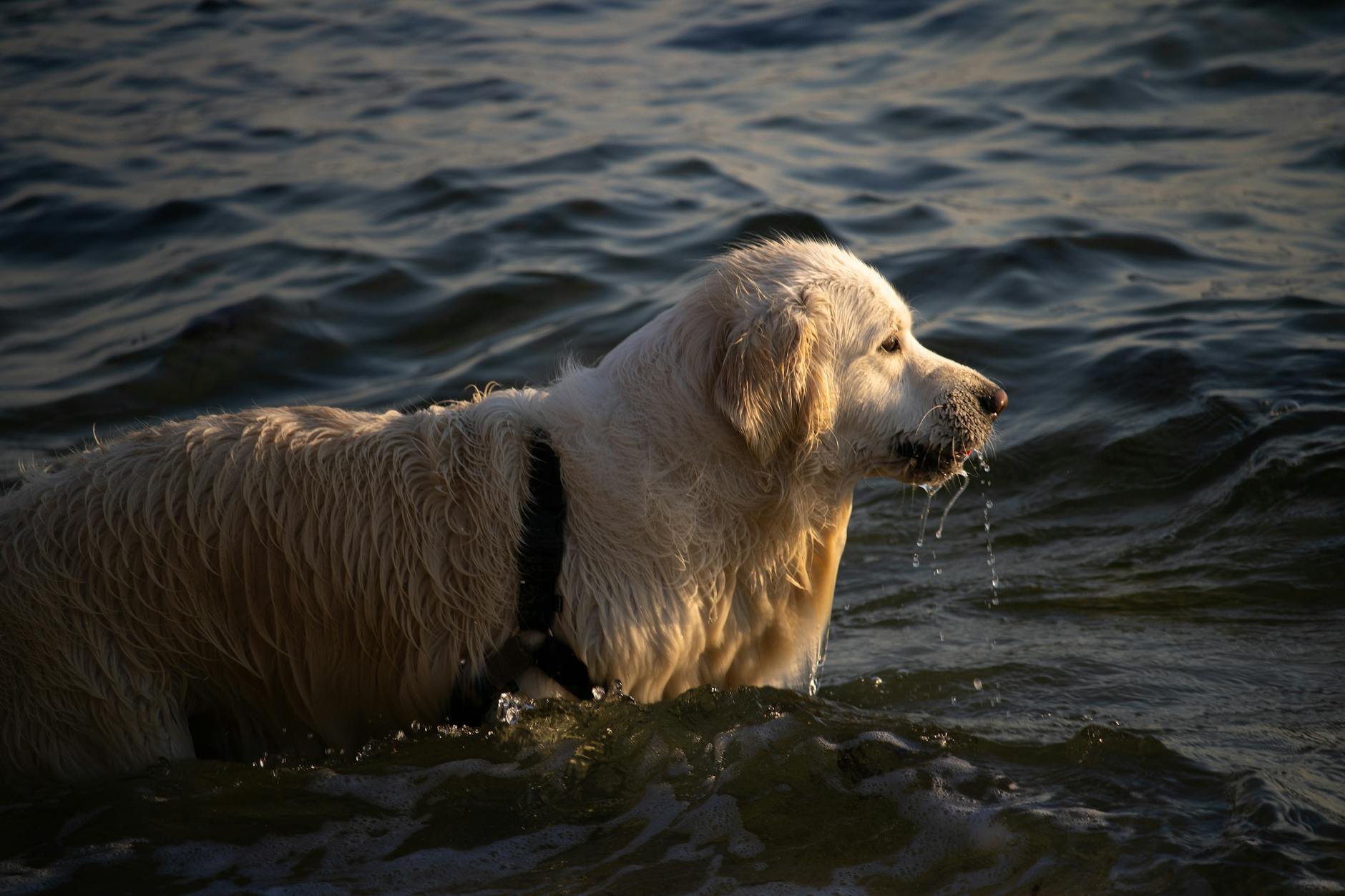 Spiagge dog-friendly a Rimini: orari ampliati per nuotare con i cani