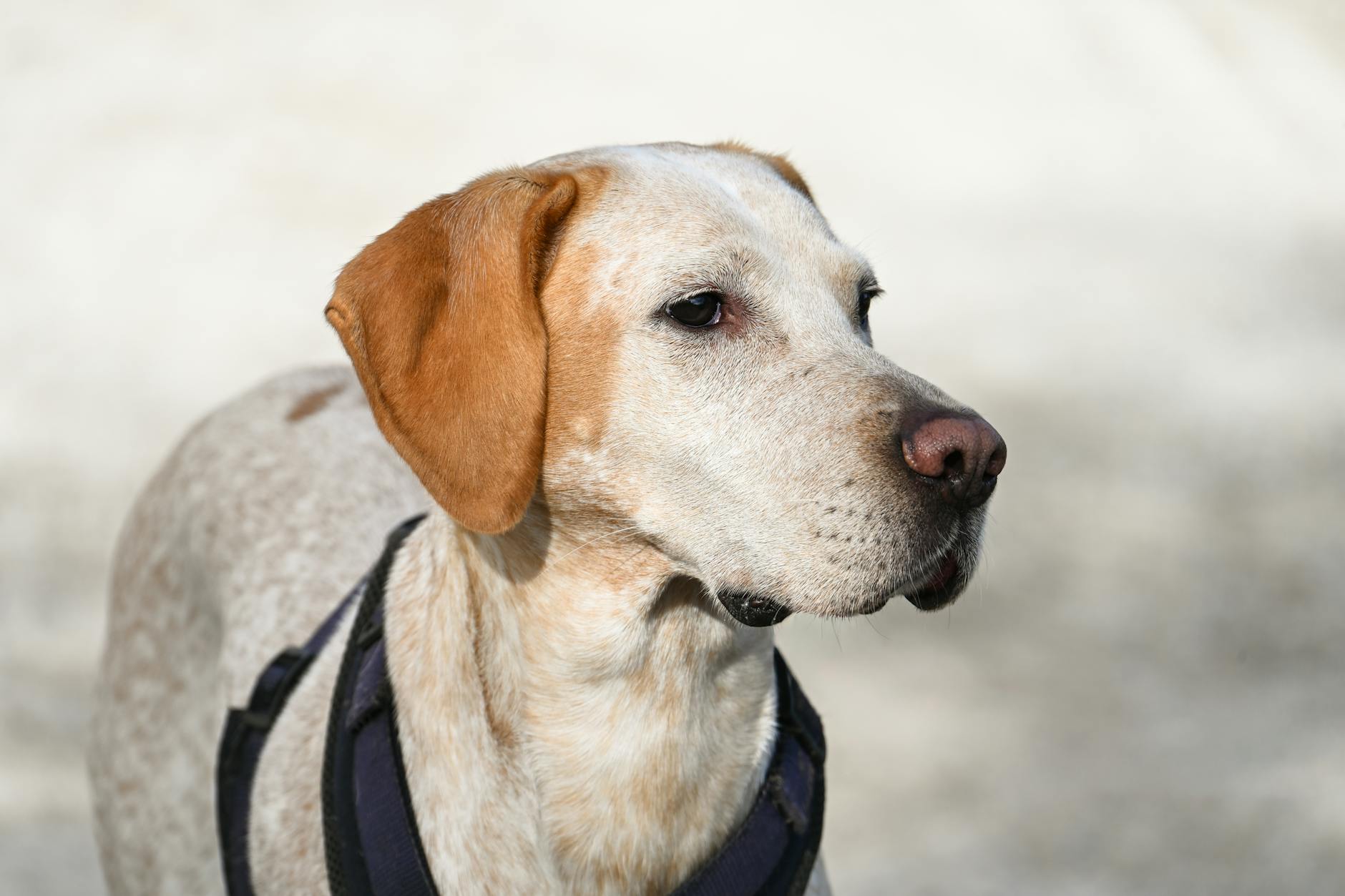 Cani maturi, muso-corto in crisi e contese internazionali