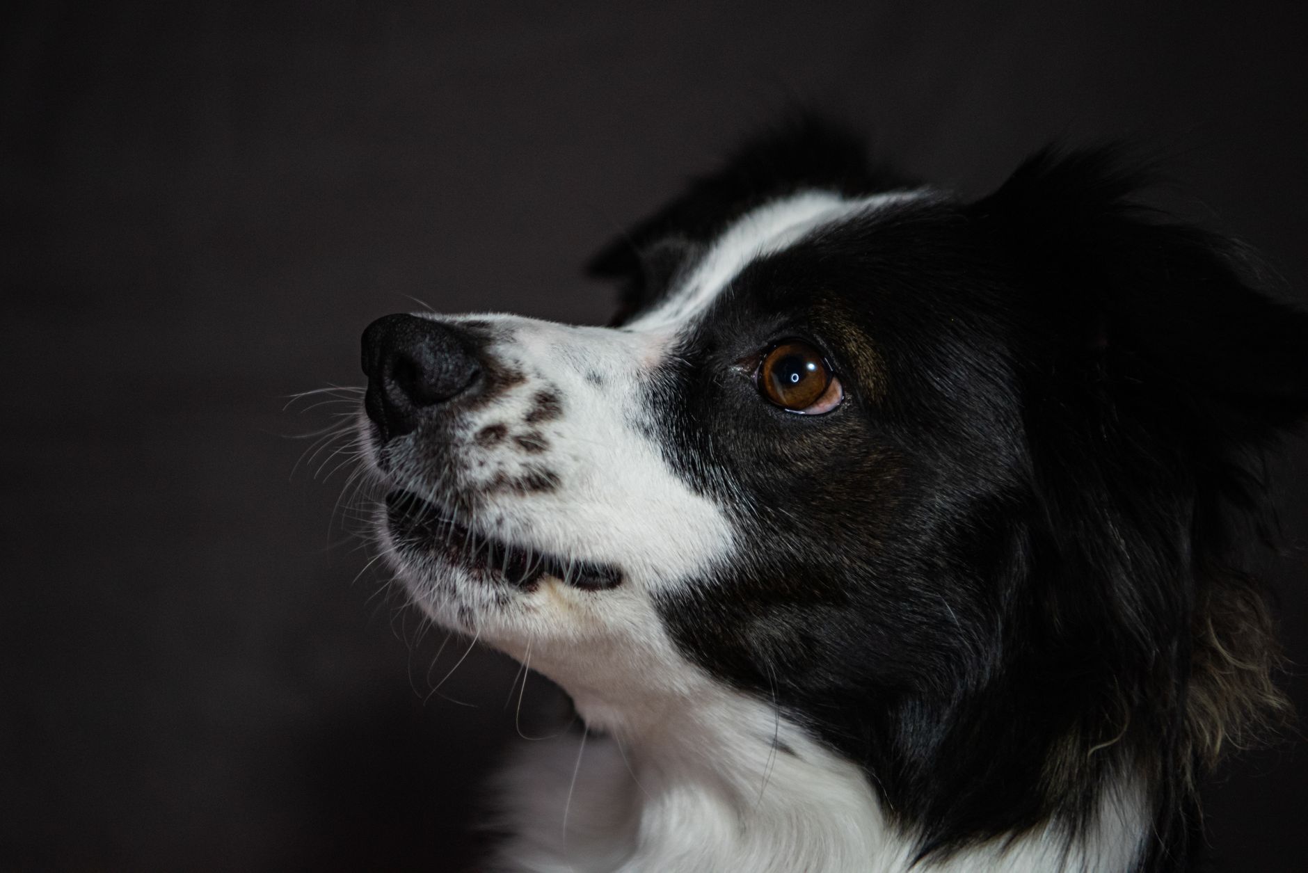 Il linguaggio silenzioso degli animali domestici