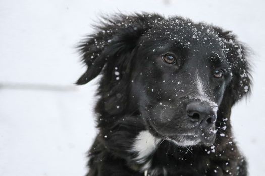 Abbigliamento autunno-inverno per cani: 5 consigli utili