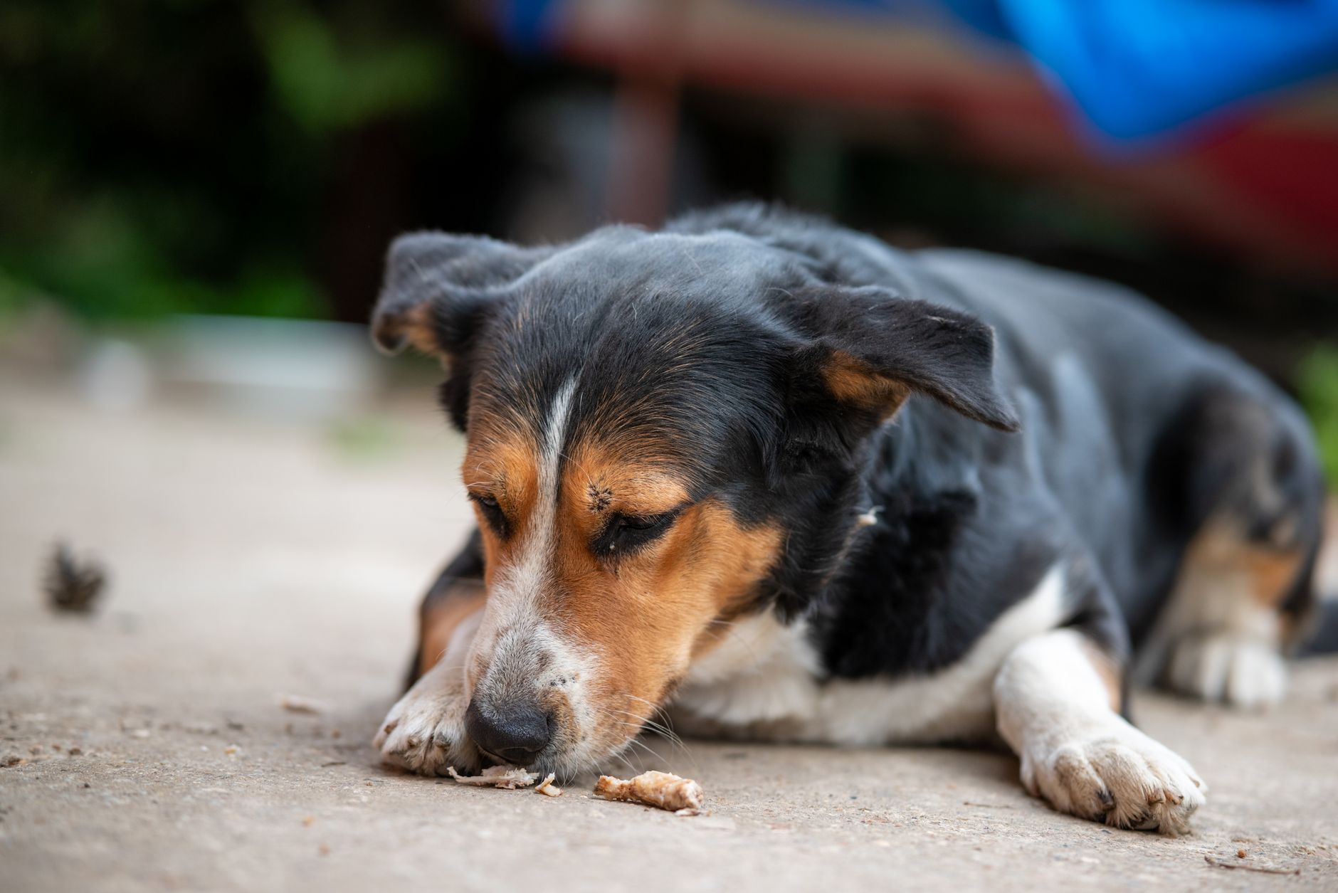 Cibo per Animali: Ormoni, Verità o Bufala Mediatica?