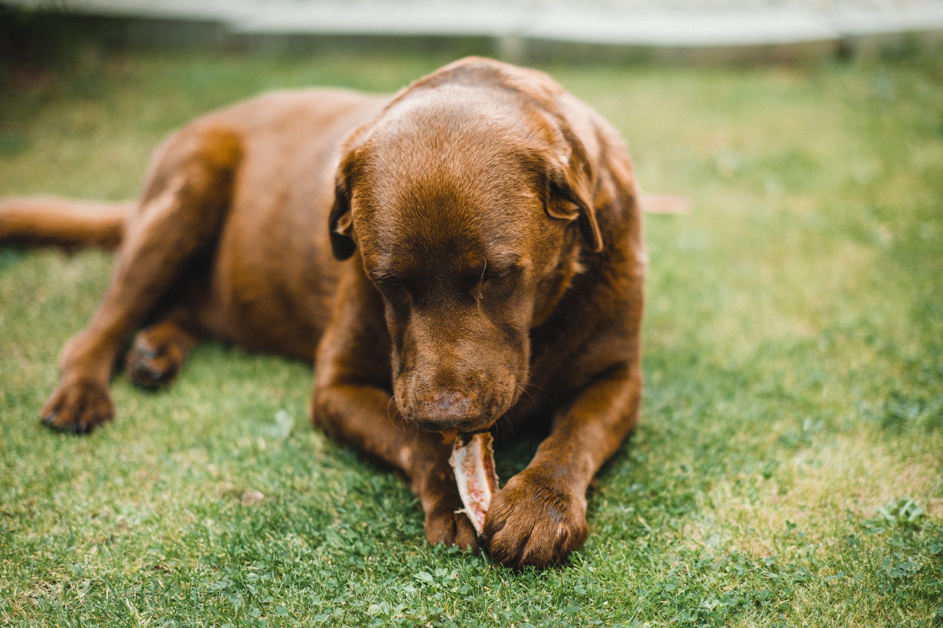 Dal cibo industriale a quello fresco: cosa è meglio per il tuo cane?
