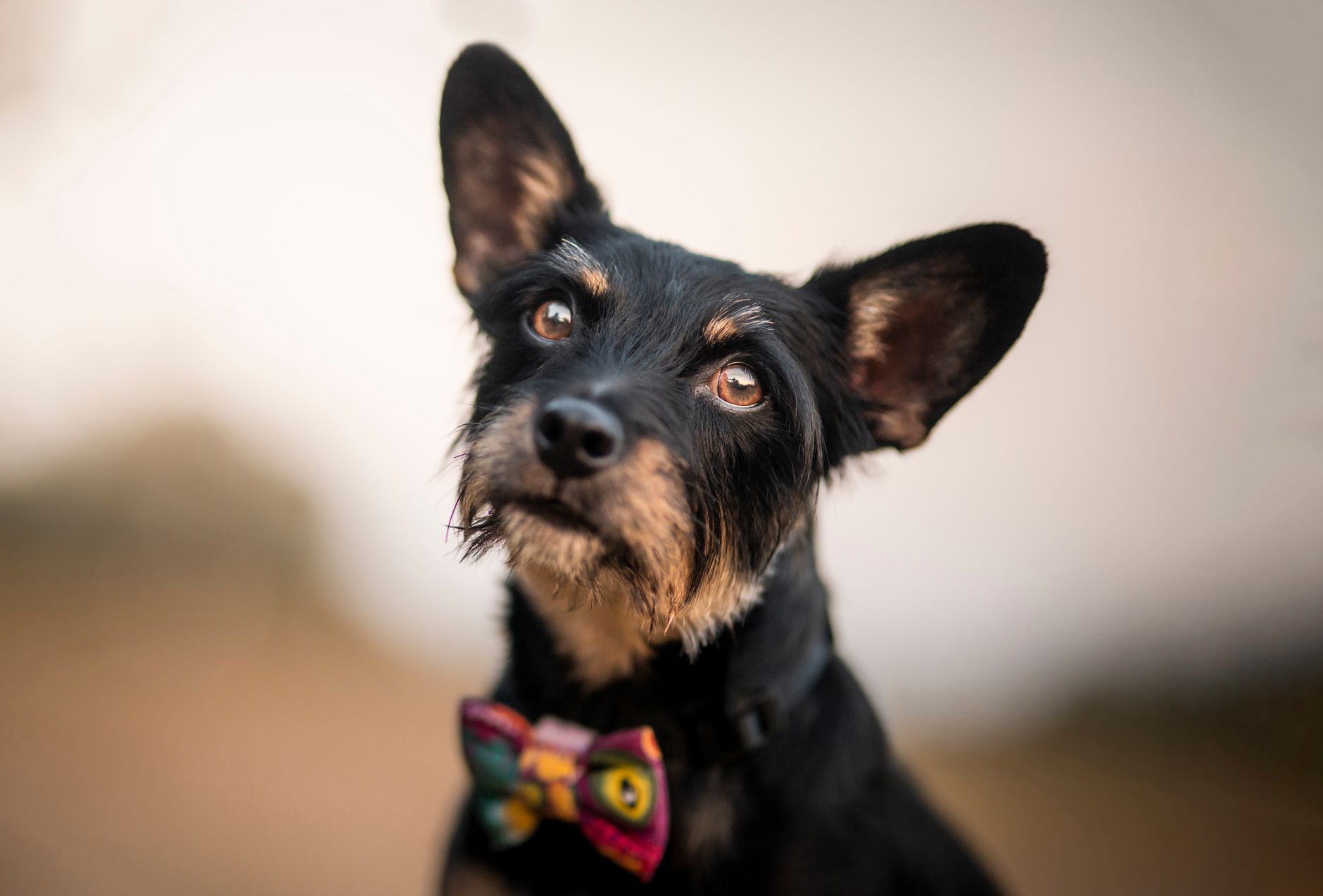 Fa Caldo: Quando Tosare il Cane è una Buona Soluzione