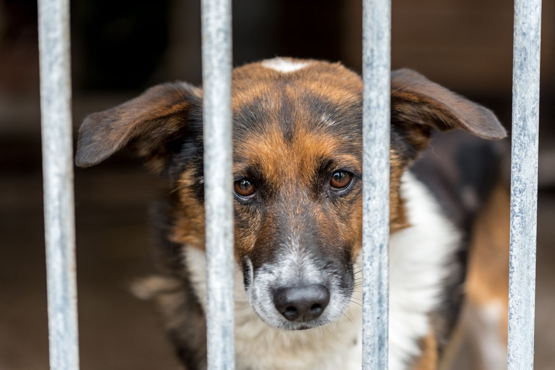 I “cani di guerra”: dopo 4 anni di conflitto in Ucraina, uno