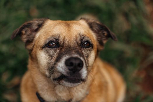 I cani possono mangiare il formaggio? Benefici, rischi e alternative salutari