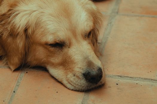 Idee e costumi di Halloween per il tuo cane e il tuo gatto
