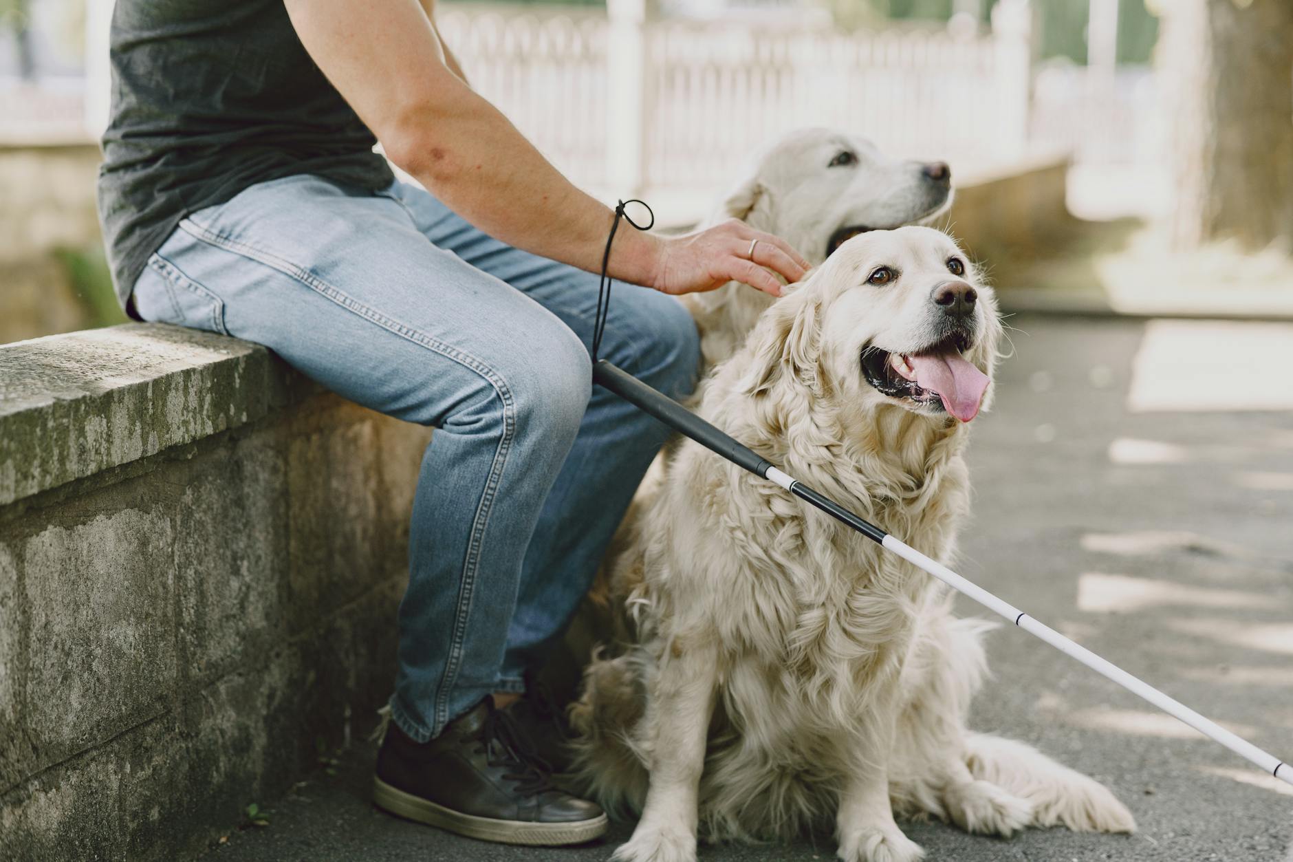 Lavoro con il cane