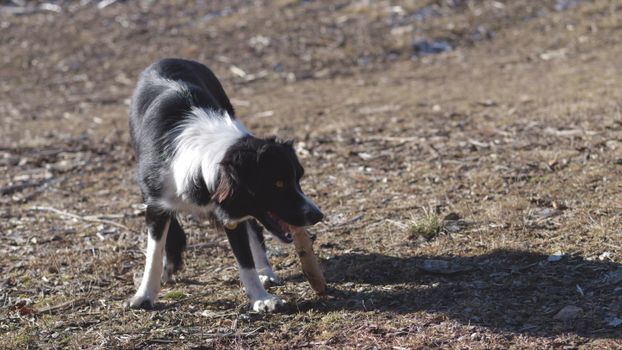 L'importanza dell'igiene orale per il tuo cane e il tuo gatto