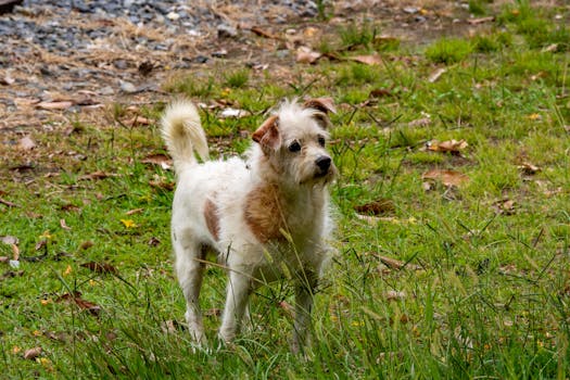Nature’s Protection Superior Care: alimento premium per cute sana e pelo lucido di cani e gatti