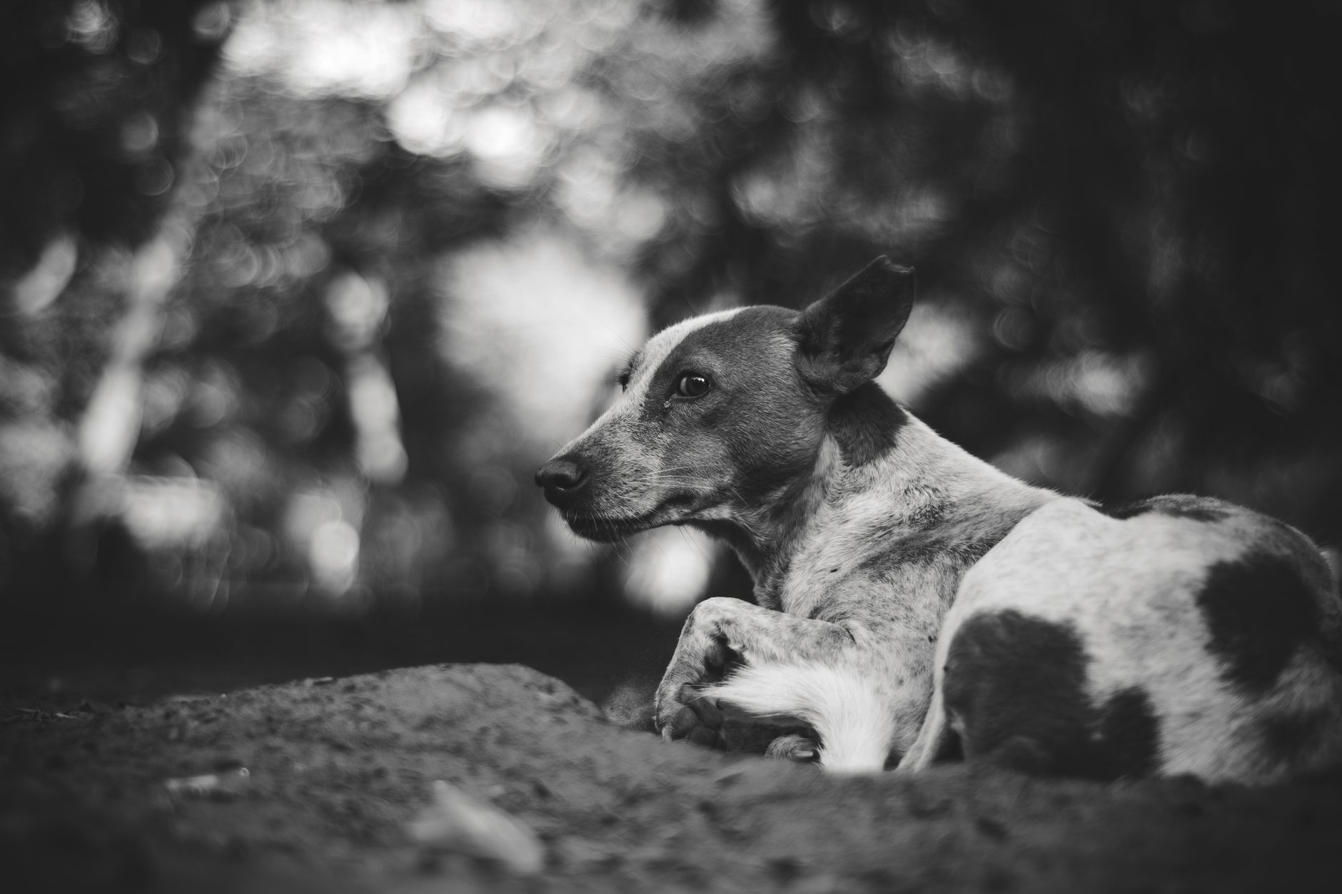 Pista dei levrieri di Maserada: il Consiglio di Stato chiude la
