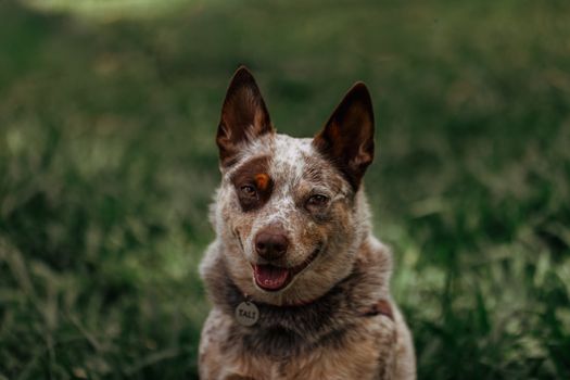 Prodotti e tappetini refrigeranti per cani e gatti: regole e consigli