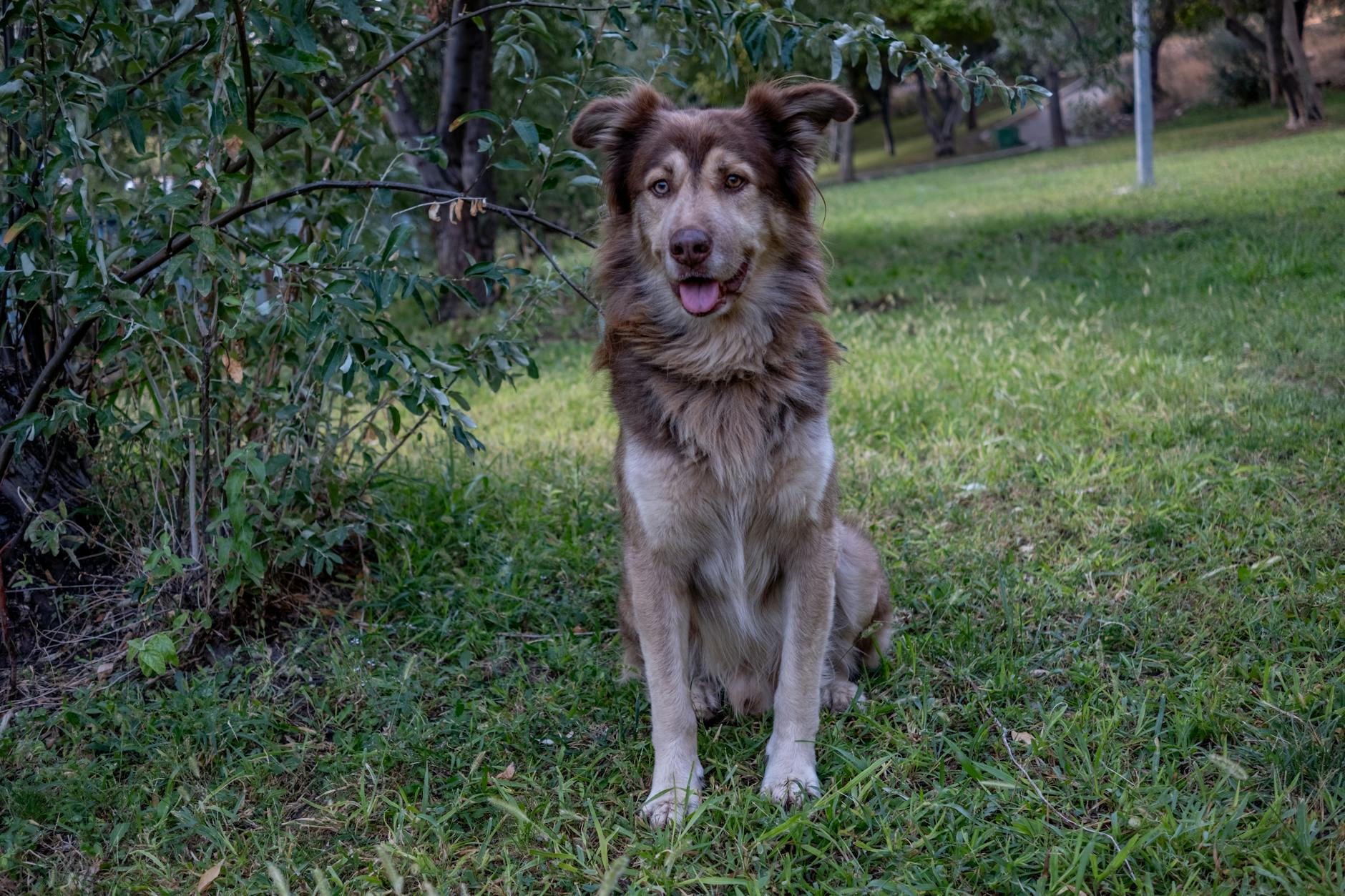 Rassegna Zampa 4 marzo: tragedia nel bosco, cani in cabina e