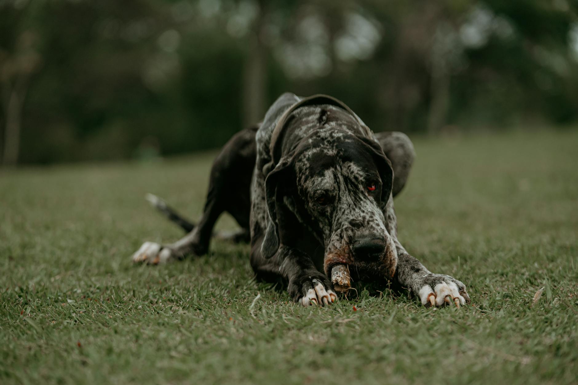 Runner sbranato vicino Roma nel 2024: un anno ai proprietari dei cani