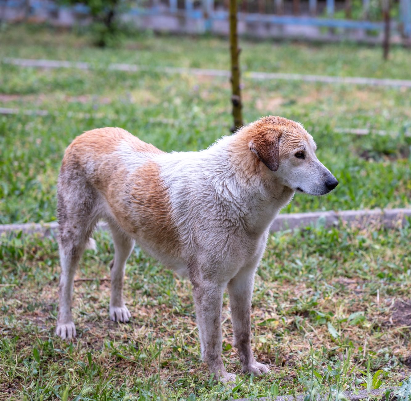 Sigmund Freud e l’amore per il cane: un legame senza ambivalenza