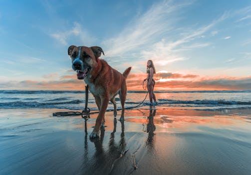 Viaggiare con il cane: il kit completo da portare in vacanza