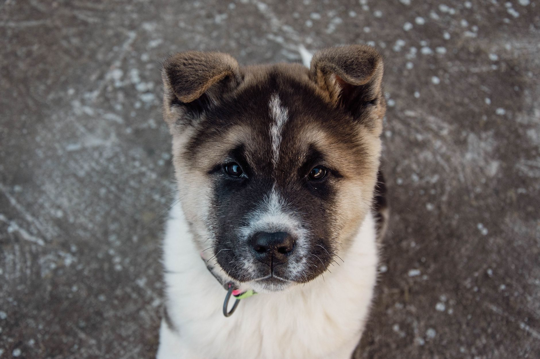 Akita Inu
