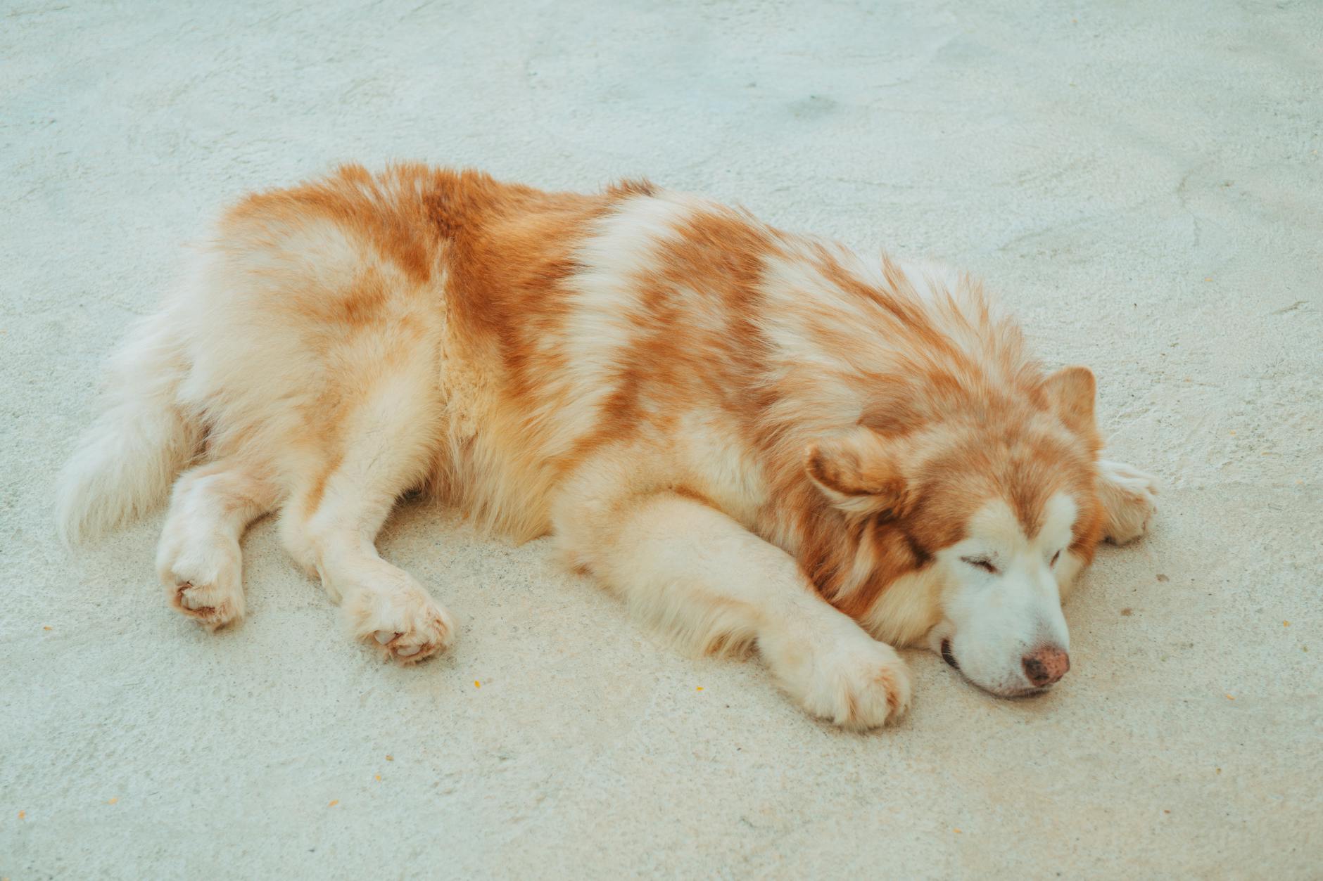 Alaskan Malamute