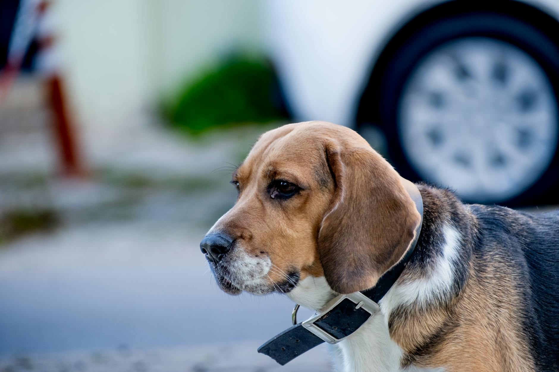 Beagle