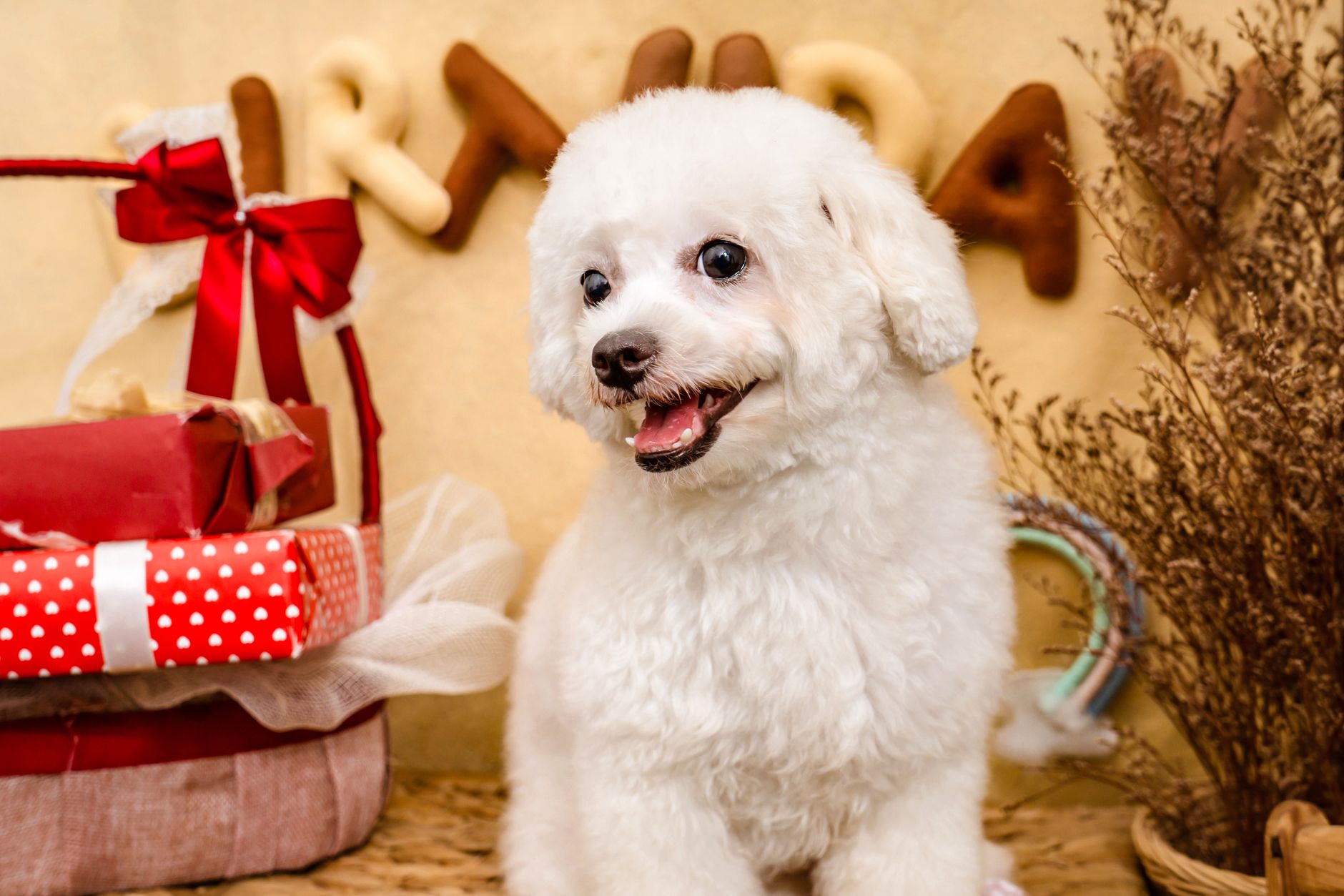 Bichon Frisé