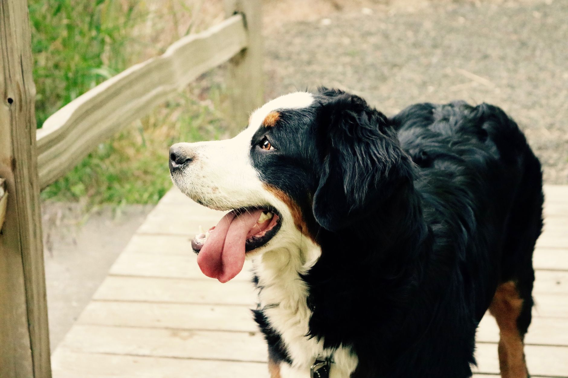 Bovaro del Bernese
