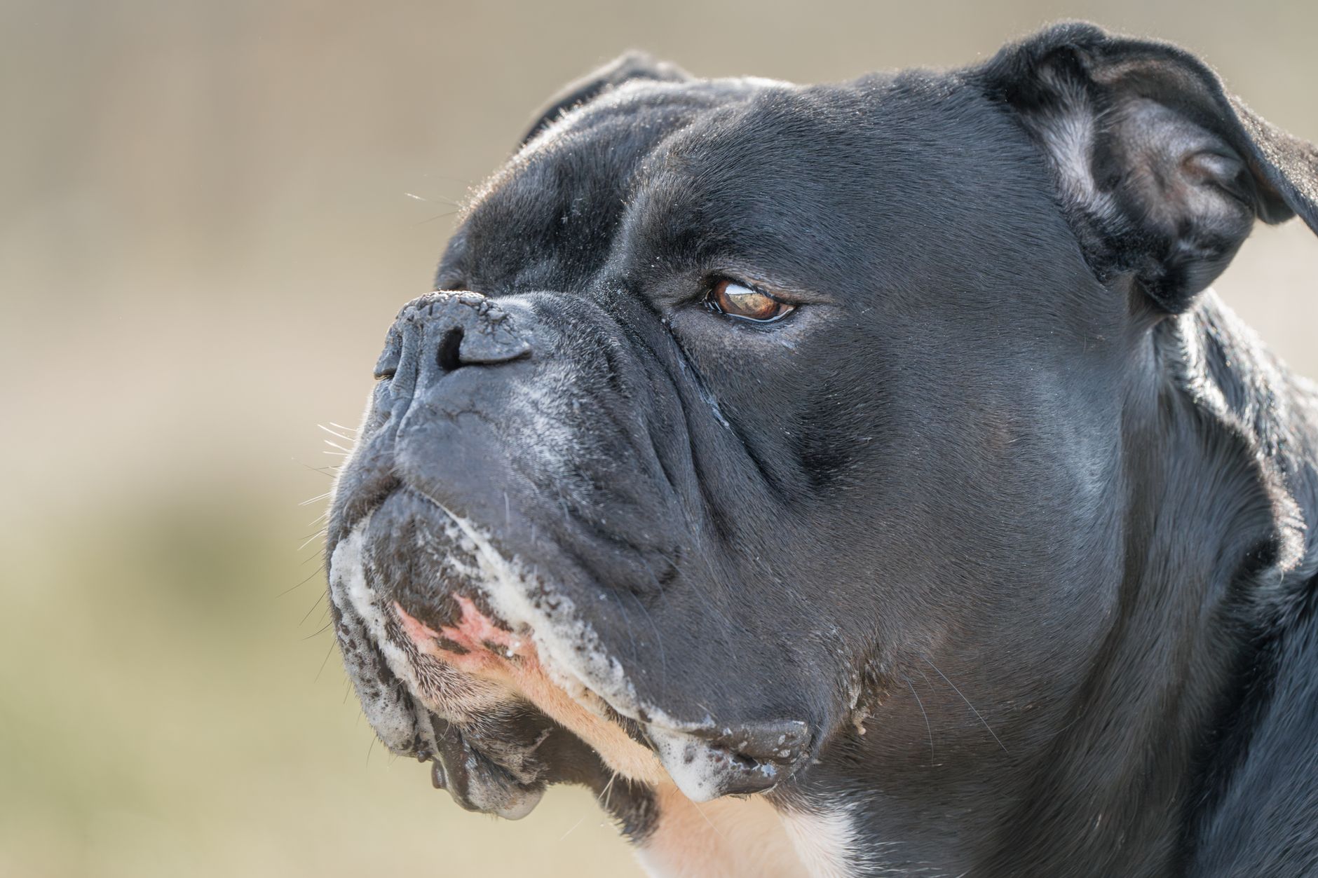 Boxer
