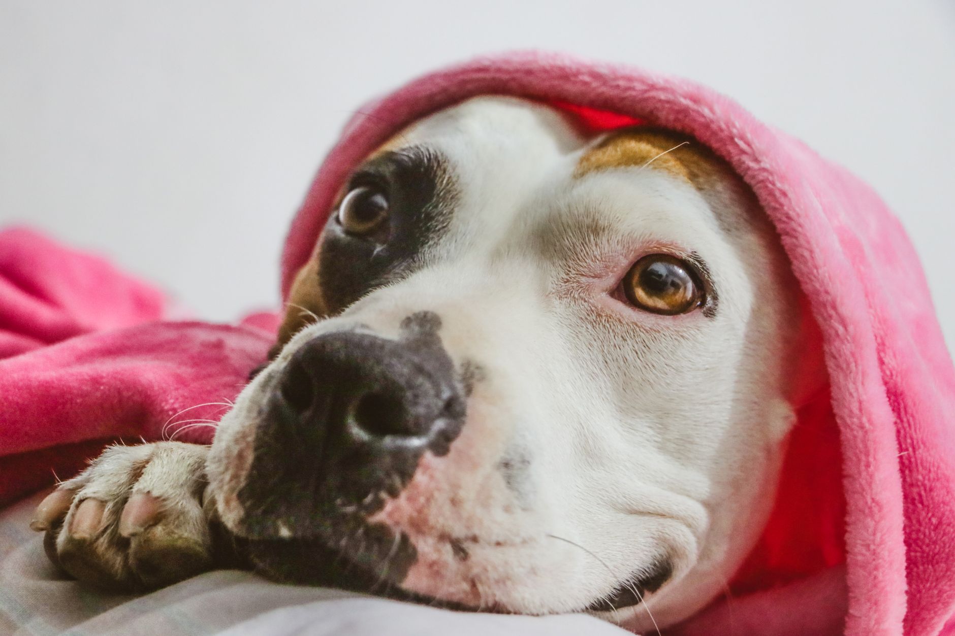 Bull Terrier
