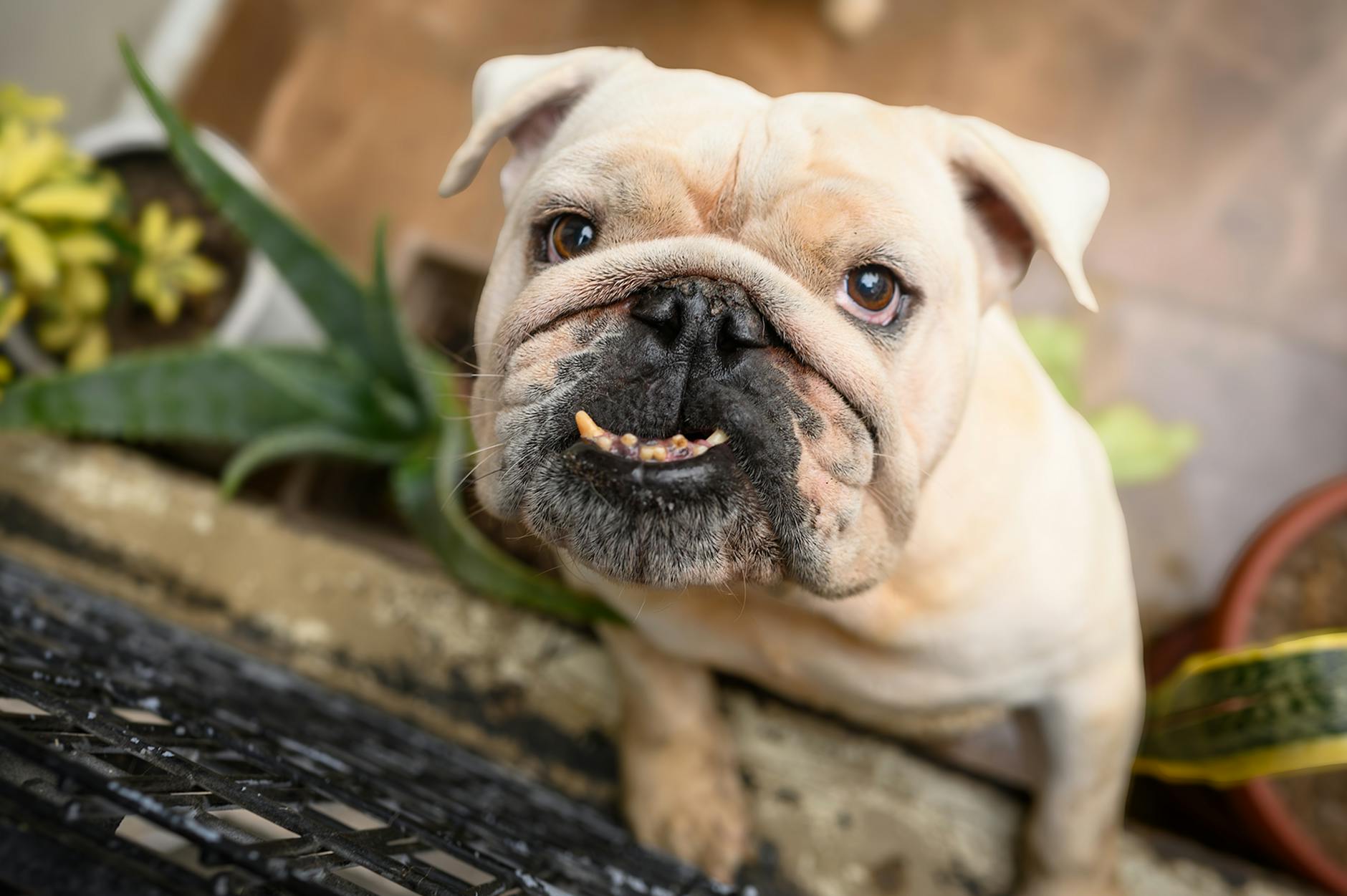 Bulldog Francese