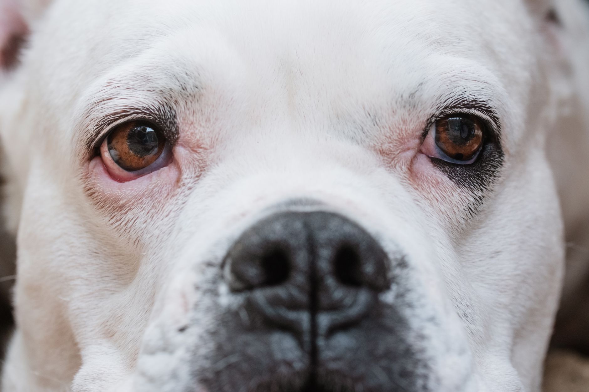 Bulldog Inglese