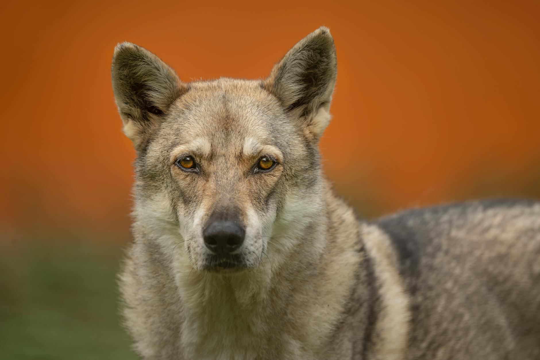 Cane Lupo Cecoslovacco